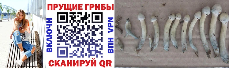 это формула  Дальнереченск  Псилоцибиновые грибы ЛСД 